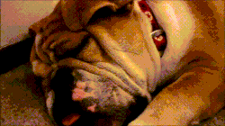 Bulldog snoring