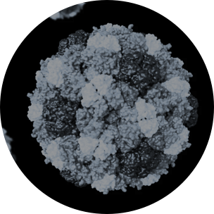 viruses microscopic