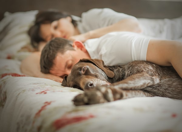 Article Image: should-i-share-a-bed-with-my-pet